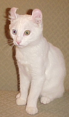 kittypet