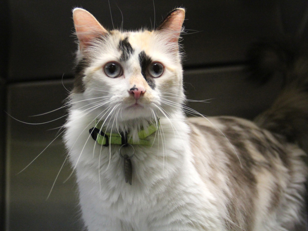cat image