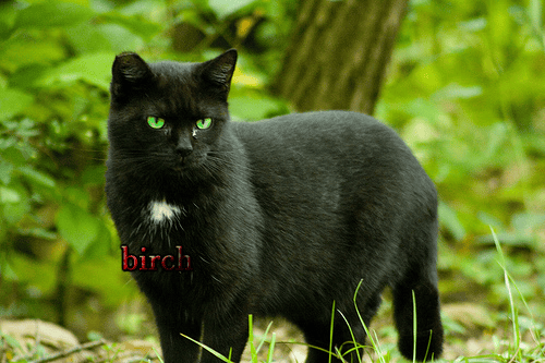 cat image